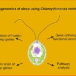 Radiqle Systems with Curetek Health Innovations, empowering AI-enabled disruptive innovation in Healthcare Diagnostics